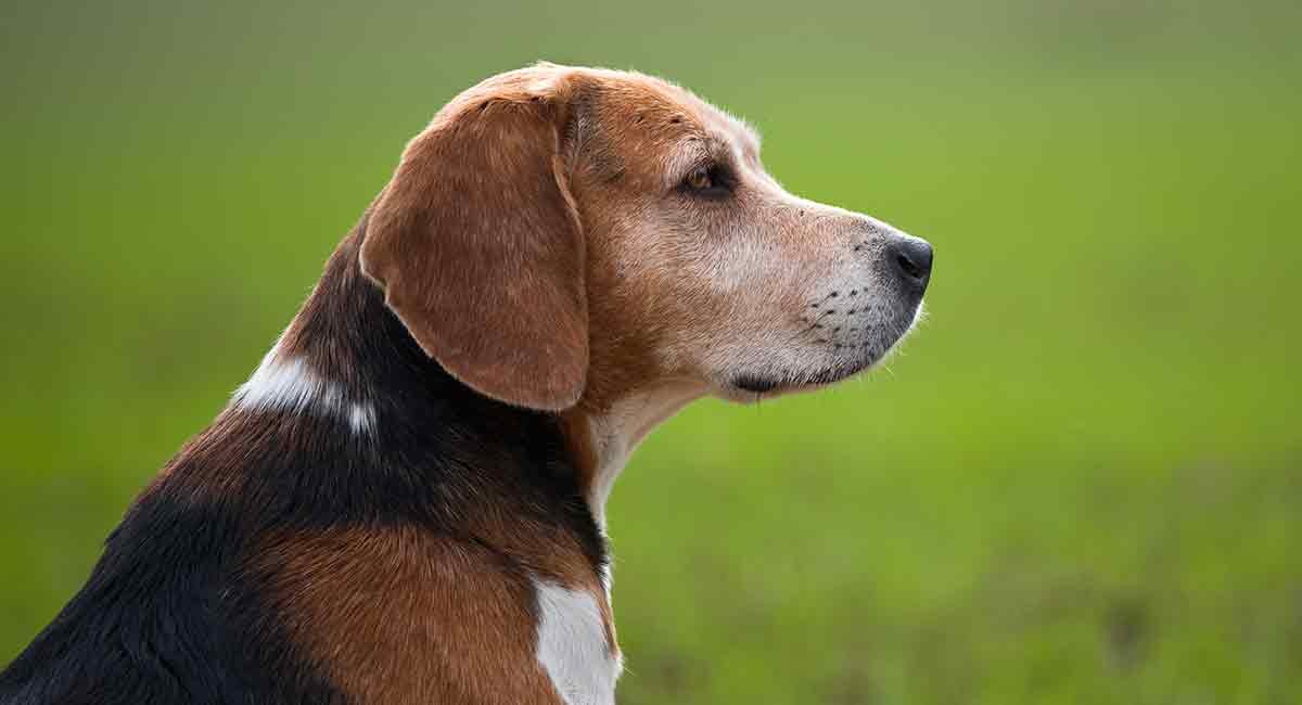 Beagle Lhasa Apso Mix Puppy
